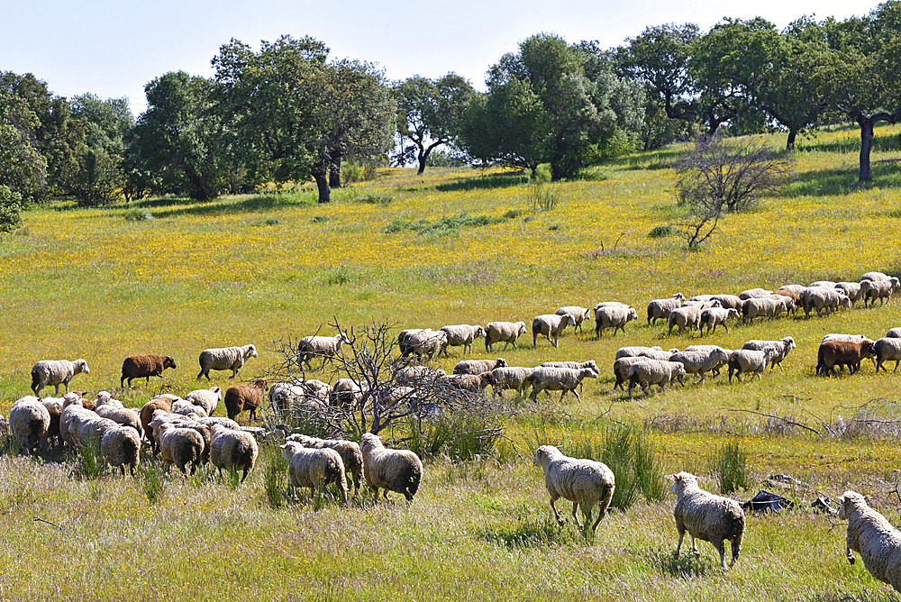 Sheep in meadows near Mourao, Alentejo region, Portugal, southwertern Europe