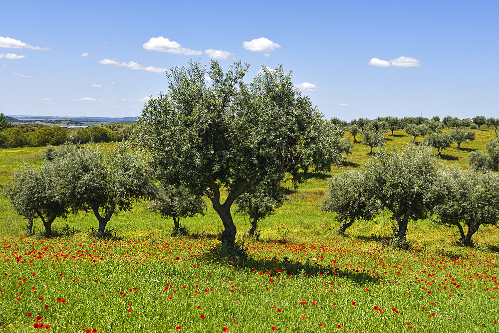 Olive tree grove in a flowering meadow full of poppies, Alentejo region, Portugal, southwertern Europe