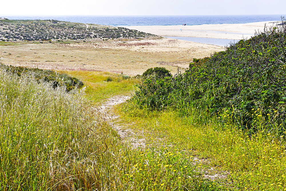 Dunes, beach of Melides, Alentejo region, Portugal, southwertern Europe
