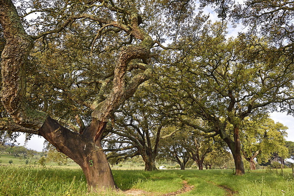 Very old trees of the cork oak plantation, Herdade das Barradas da Serra, Grandola, Alentejo region, Portugal, southwertern Europe
