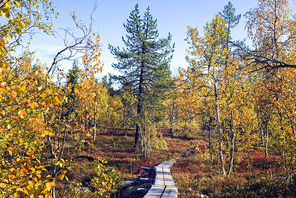 Autumn foliage of aspen and birch in Kivitunturi forest, region of Savukoski,Lapland,Finland, Northern Europe
