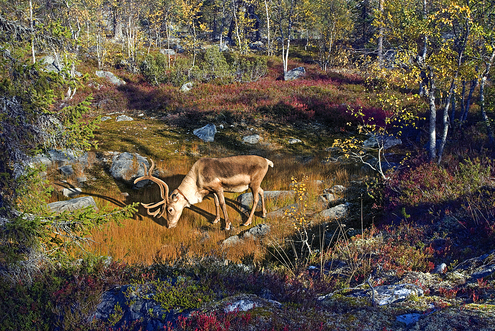 Reindeer or caribou (Rangifer tarandus) in Kivitunturi forest, region of Savukoski,Lapland,Finland, Northern Europe