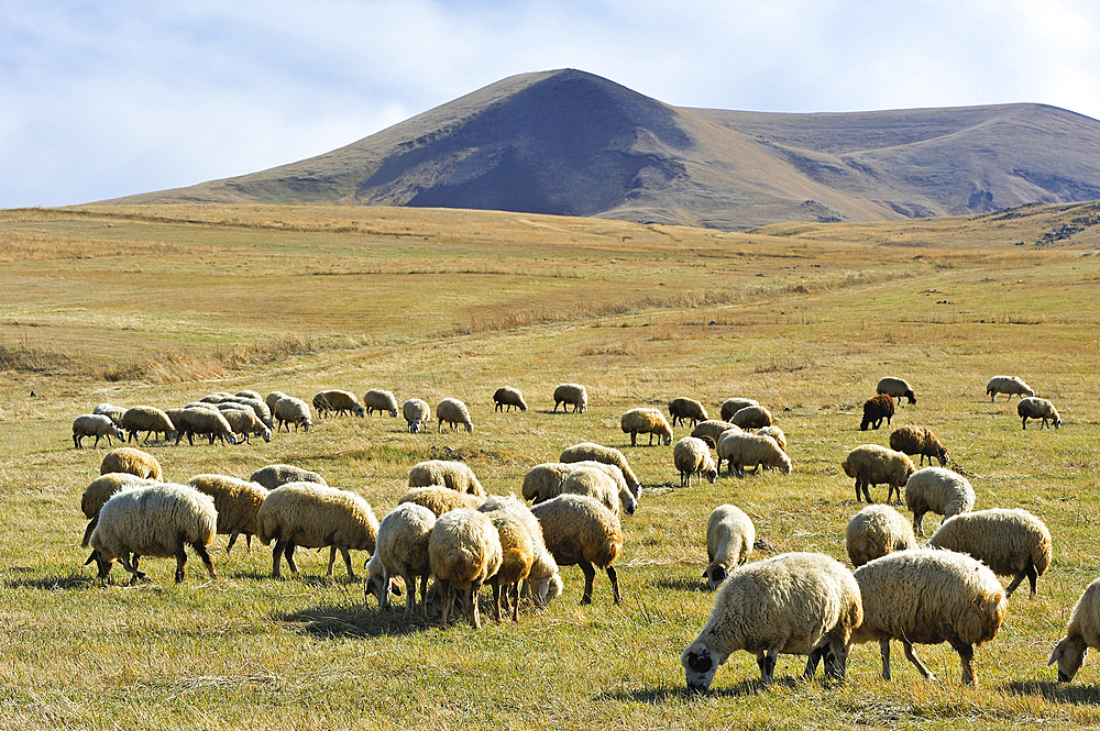 Flock of sheep on the Argitchi plateau, Armaghan volcano in the background, Gegharkunik region, Armenia, Eurasia