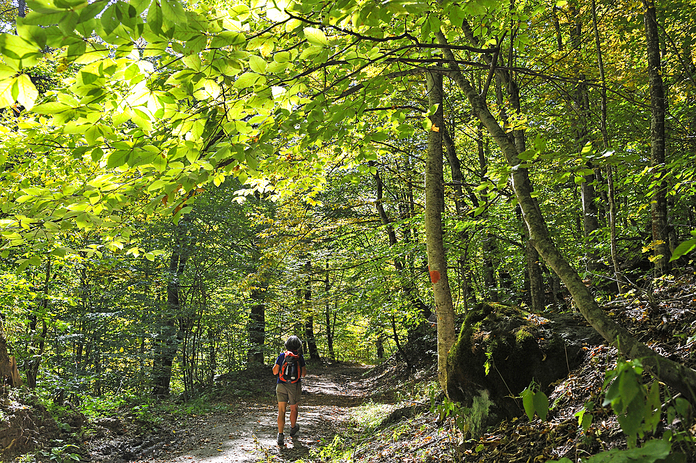 Hiking path in the forest of the Dilijan National Park, Tavush region, Armenia, Eurasia