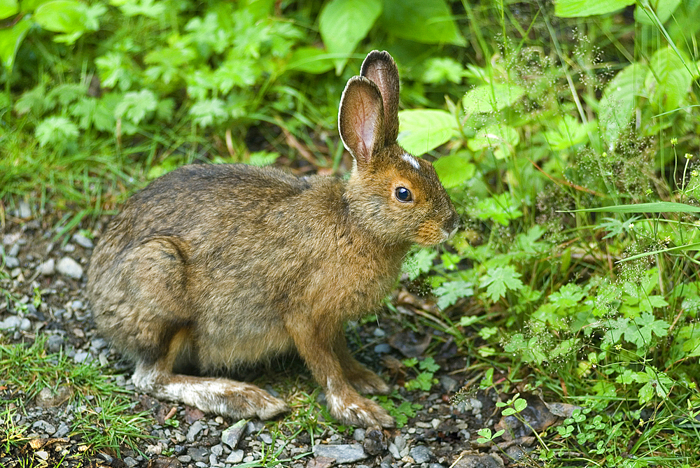 Hare, Ile aux Lievres, Saint-Laurent river, Quebec province, Canada, North America