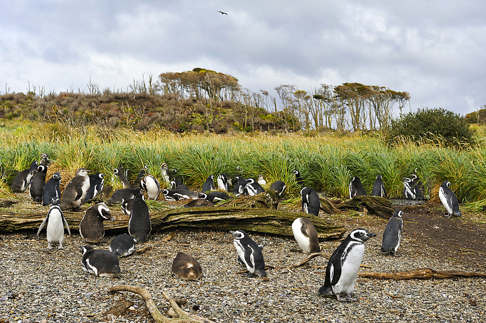 Magellanic Penguins (Spheniscus magellanicus), Tucker islets, Whiteside channel, Tierra del Fuego, Patagonia, Chile, South America