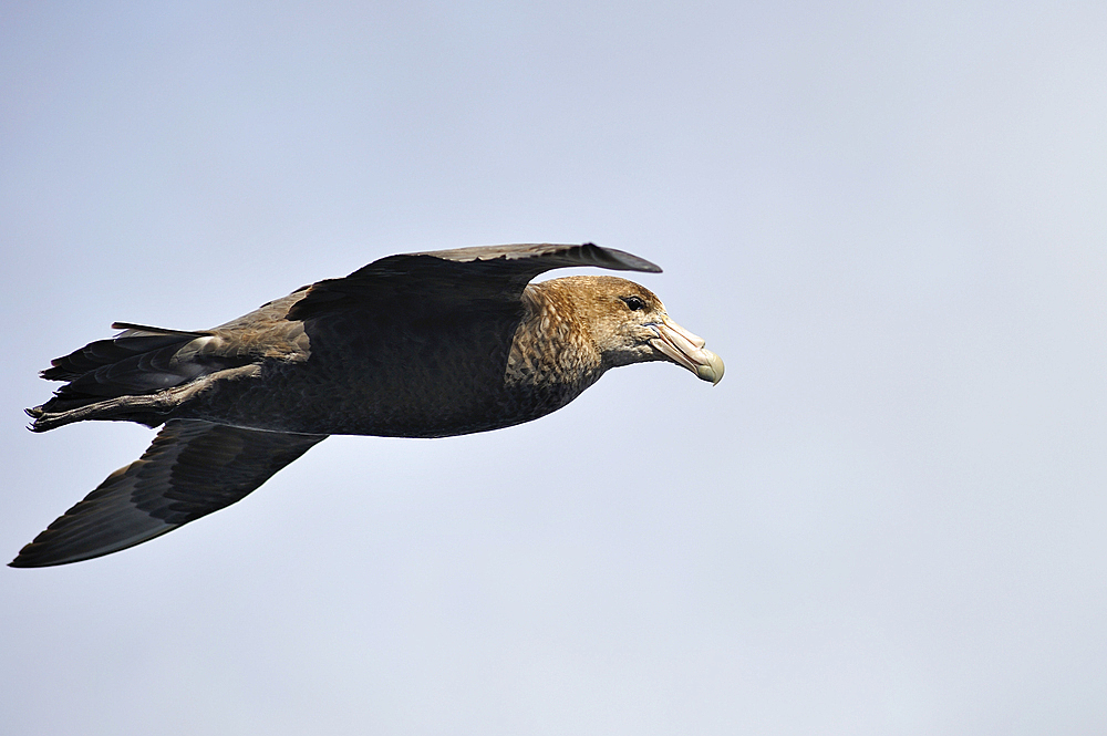 Giant Petrel (macronectes giganteus), Tierra del Fuego, Patagonia, Chile, South America