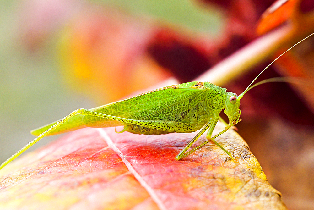 Mediterranean Katydid (Phaneroptera nana) on leaves of staghorn sumac (Rhus typhina), France, Europe