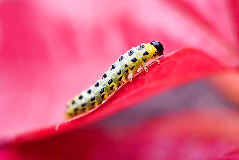 Larvae of sawfly (symphyta), France, Europe