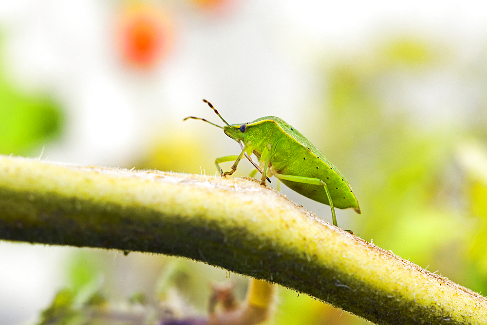 Green stink bug (Chinavia hilaris), France, Europe