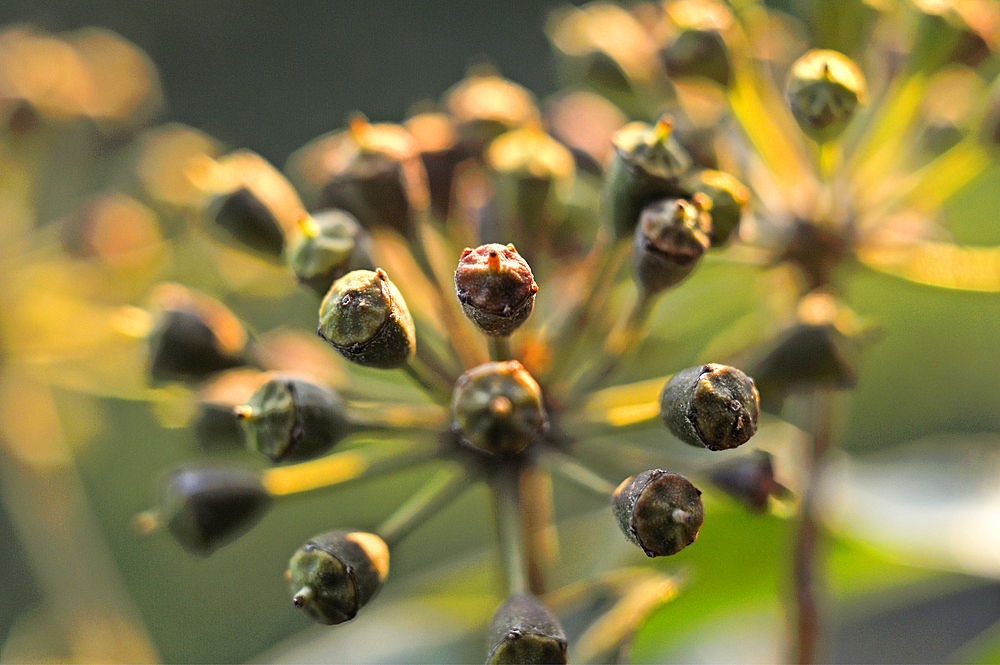 Common ivy fruit umbels (Hedera helix), France, Europe