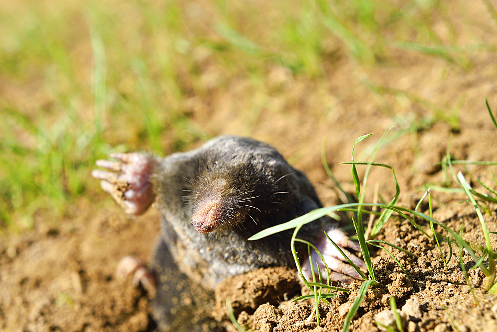 European mole (Talpa europaea) ,Centre-Val-de-Loire region, France, Europe