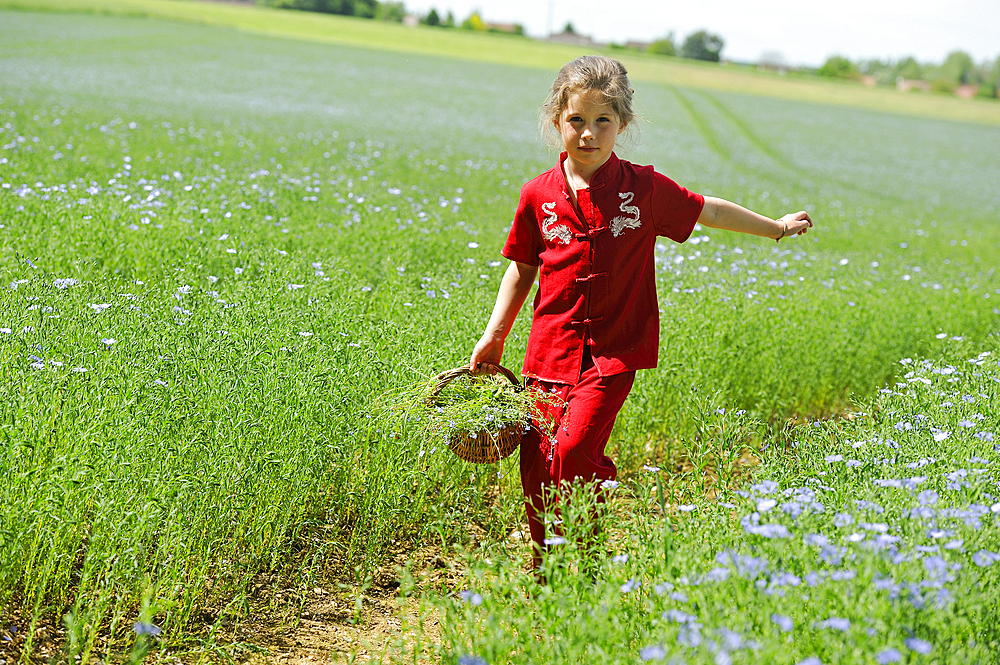 Little girl dressed in red in a flax field in flower, Centre-Val de Loire region, France, Europe