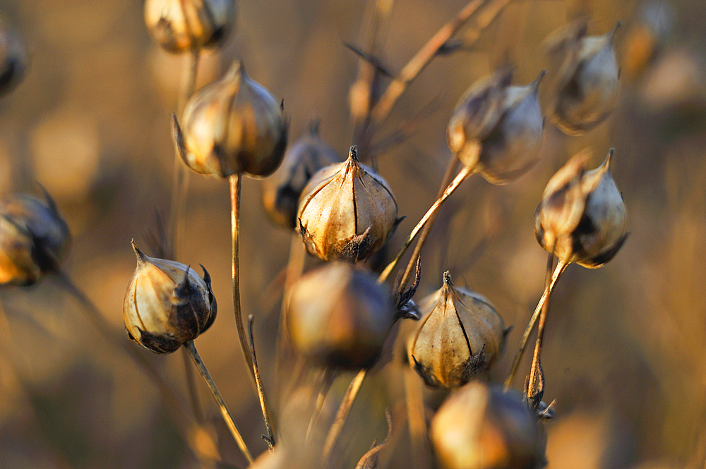 Close-up of the capsules containing seeds in a mature flax field, Eure-et-Loir department, Centre-Val de Loire region, France, Europe