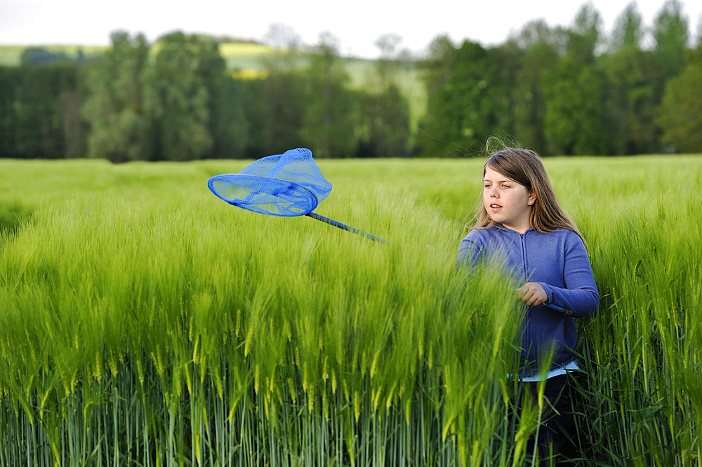 Little girl catching a butterfly in a barley field, Commune of Senantes, Eure-et-Loire department, Centre region, France, Europe