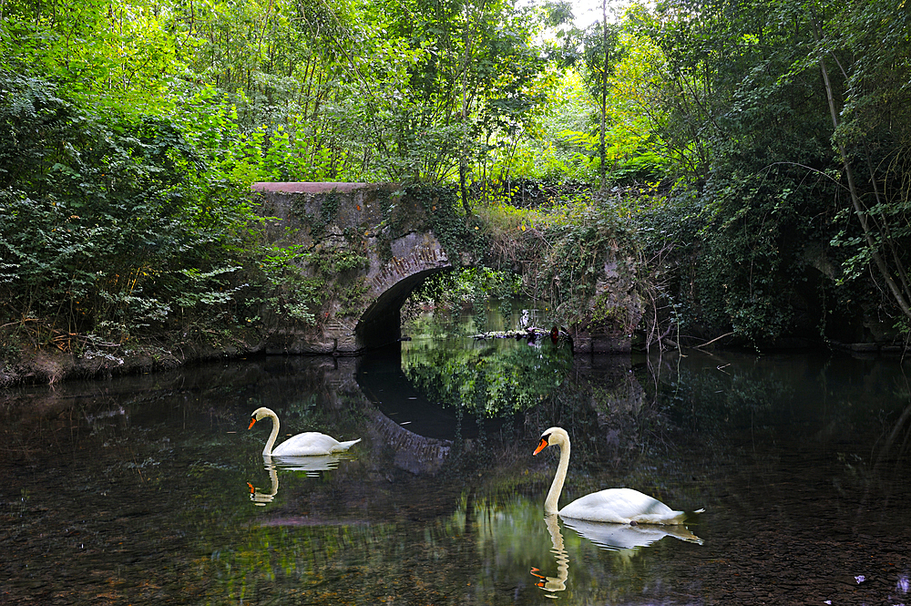 Swans on Eure River, Eure-et-Loir department , Centre-Val de Loire region, France, Europe