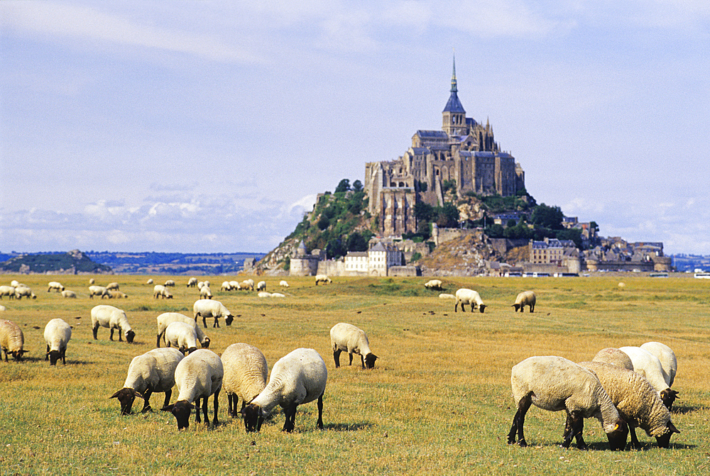 Sheep in tidal marsh at Mont-Saint-Michel bay with Abbey in the background, UNESCO World Heritage Site, Manche department, Normandy region, France, Europe