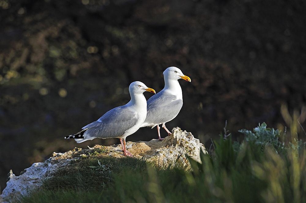 Couple of Great black-backed gulls in the cliffs of Etretat, Seine Maritime department, Normandy region, France, Europe