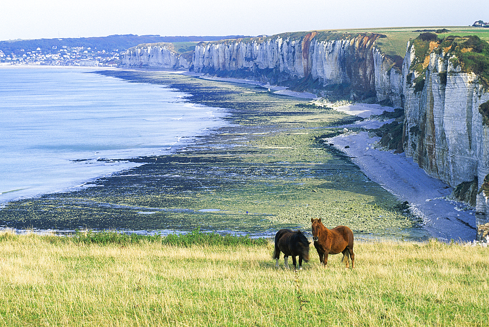 Horses on the top of the cliff above Yport near Etretat, Cote d'Albatre, Pays de Caux, Seine-Maritime department, Upper Normandy region, France, Europe