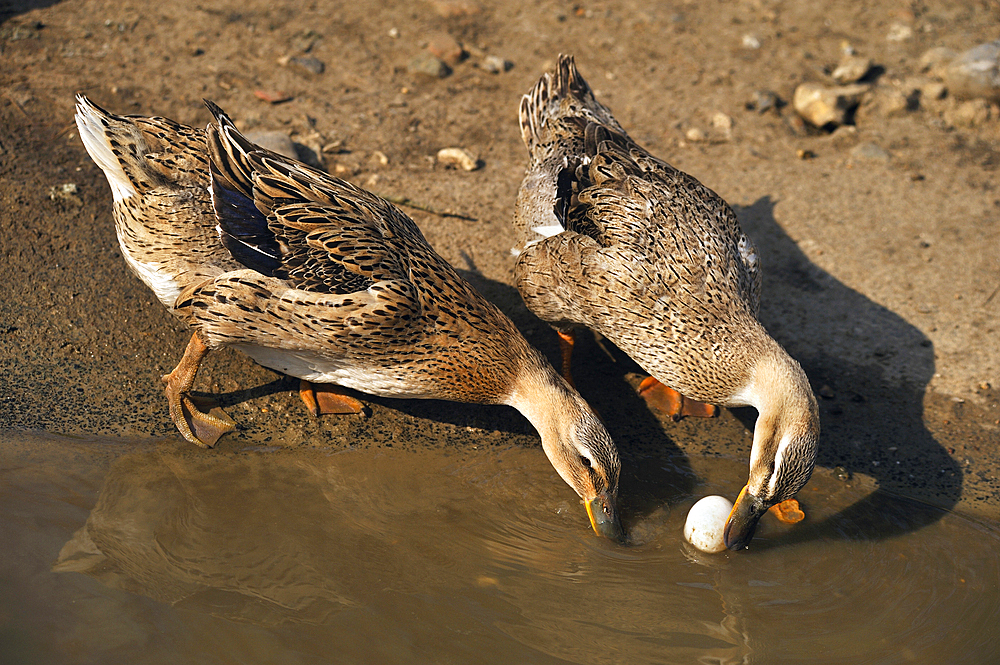 Two ducks and one egg, Eu, Seine-Maritime department, Haute-Normandy region, northern France, Europe