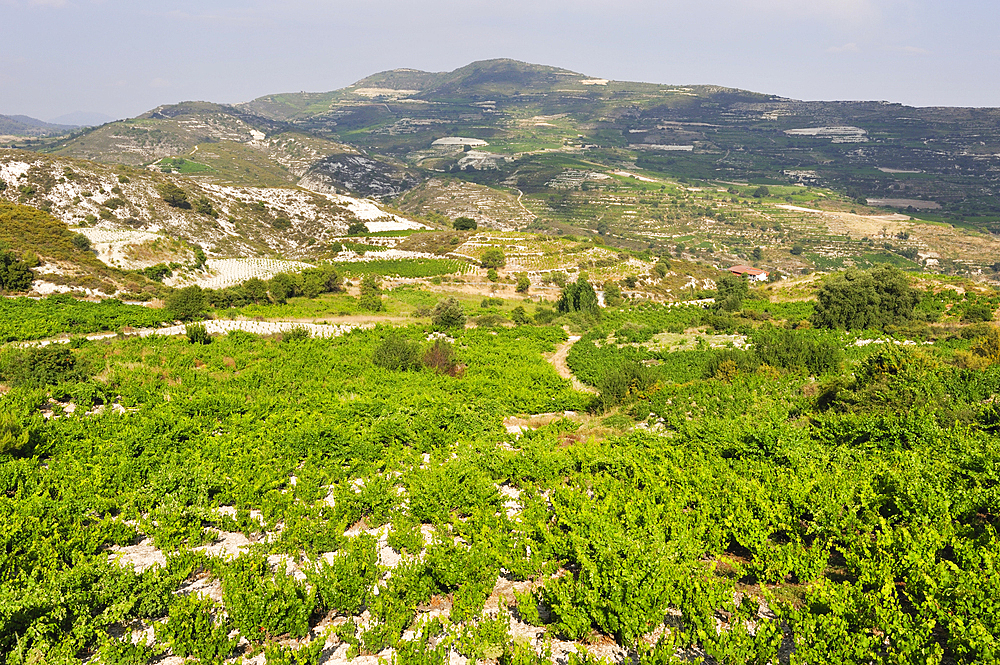 Vineyards around Omodos, Troodos Mountains, Cyprus, Eastern Mediterranean Sea, Europe