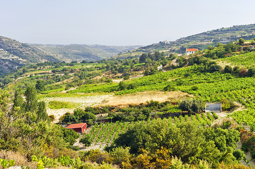 Vineyards around Omodos, Troodos Mountains, Cyprus, Eastern Mediterranean Sea, Europe