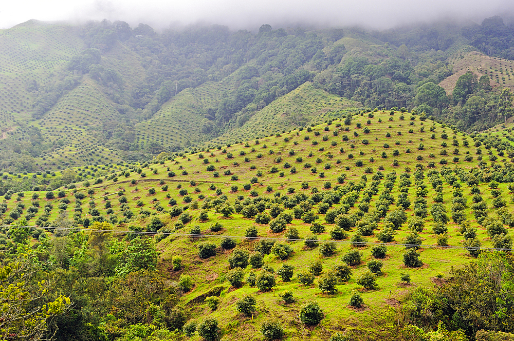 Avocado plantation, Cocora Valley, around Solento, department of Quindio, Colombia, South America