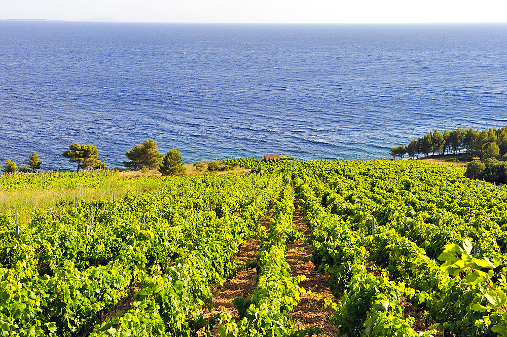 Vineyard on the hillside by the sea in the area around Sveta Nedjelja, south part of Hvar island, Croatia, Southeast Europe