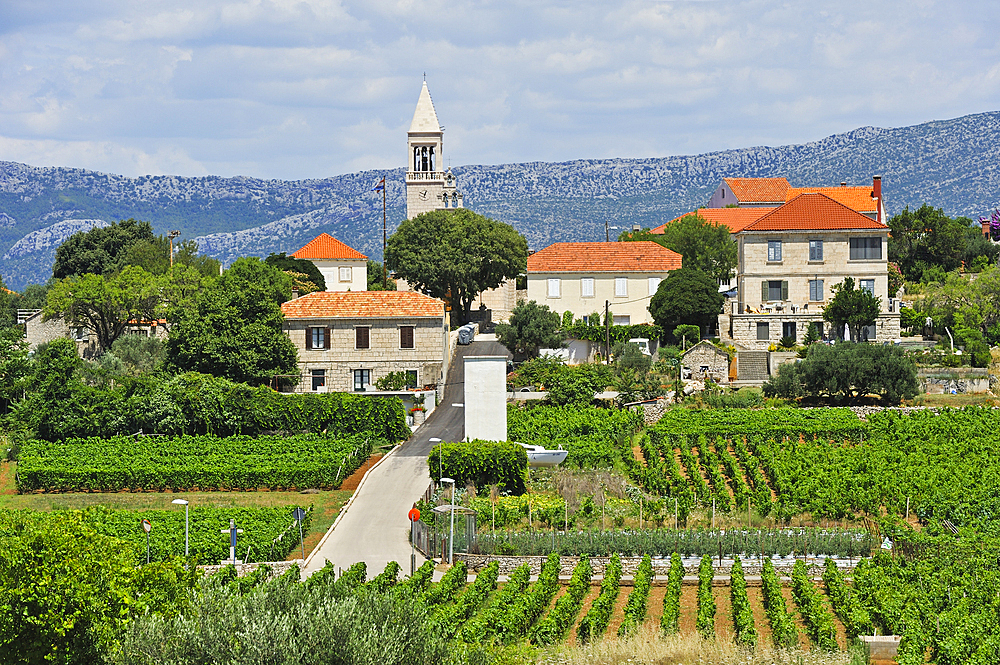 Vineyards and village of Lumbarda, Korcula island, Croatia, Southeast Europe