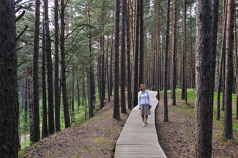 Wathway through the coastal pine forest in Ragakapa Nature Reserve, Lielupe area, Jurmala, Gulf of Riga, Latvia, Baltic region, Europe