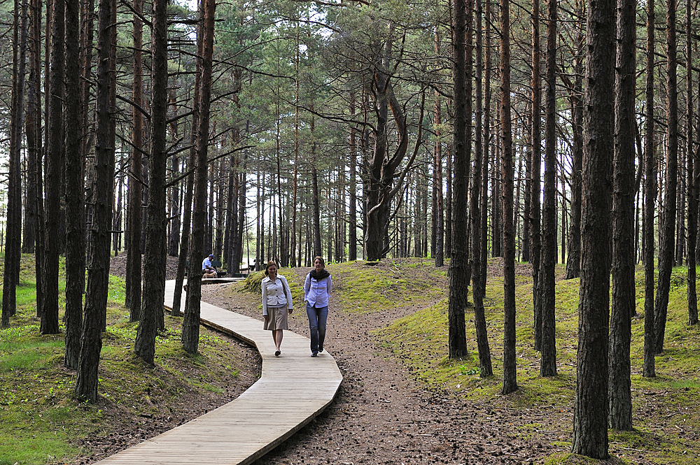 Walkway through the coastal pine forest in Ragakapa Nature Reserve, Lielupe area, Jurmala, Gulf of Riga, Latvia, Baltic region, Europe