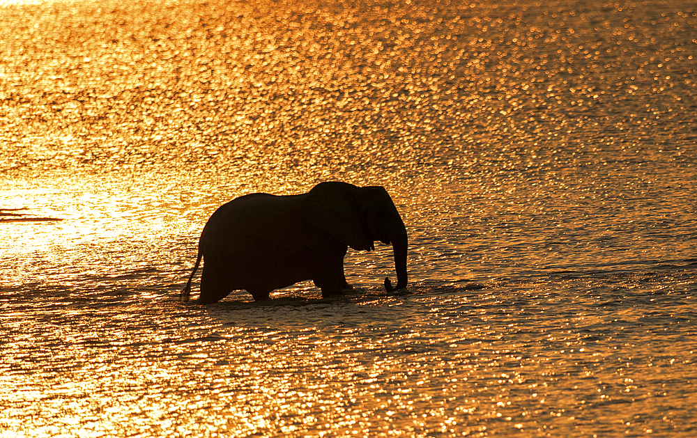 Elephant (Loxodonta africana) crossing the Luangwa River at sunset, Zambia, Africa