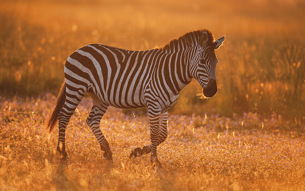 Burchell's zebra (Equus quagga burchellii) in late afternoon light on the Liuwa plain, Zambia, Africa