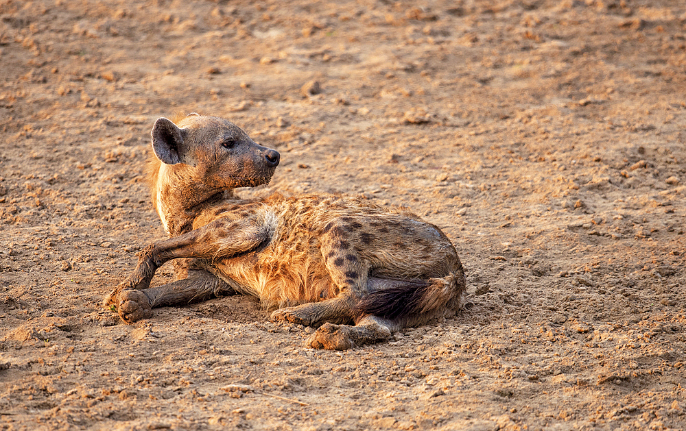 The spotted Hyena (Crocuta crocuta) with immensly strong jaws for breaking bones that they can digest, Zambia, Africa