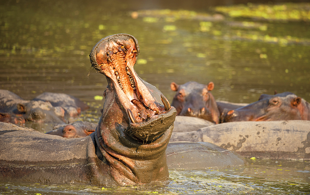 Hippopotamus Amphibius (Hippo), open jaw used as warning by males protecting females, plentiful in the Luangwa River, Zambia, Africa