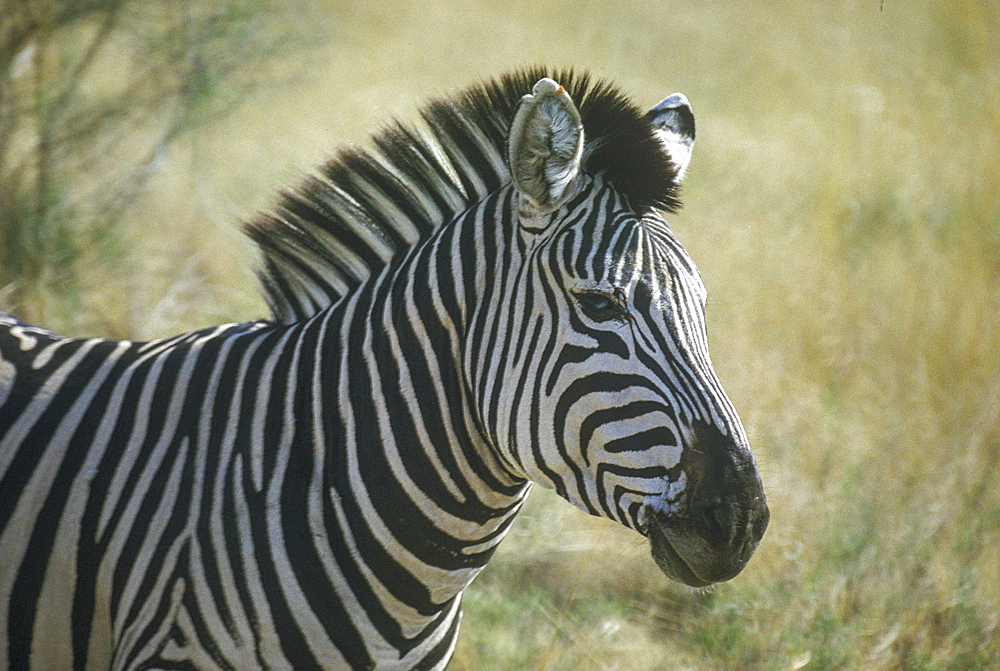 Zebra (Equus quagga crawshayi), often seen in South Luangwa National Park, Zambia, Africa