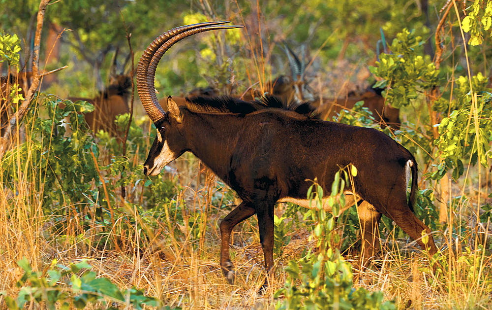 A male Sable Antelope (Hippotragus niger), its scimitar shaped horns up to 150cm long, sweeping upwards and backwards protect him from predators jumping on his back, Zambia, Africa