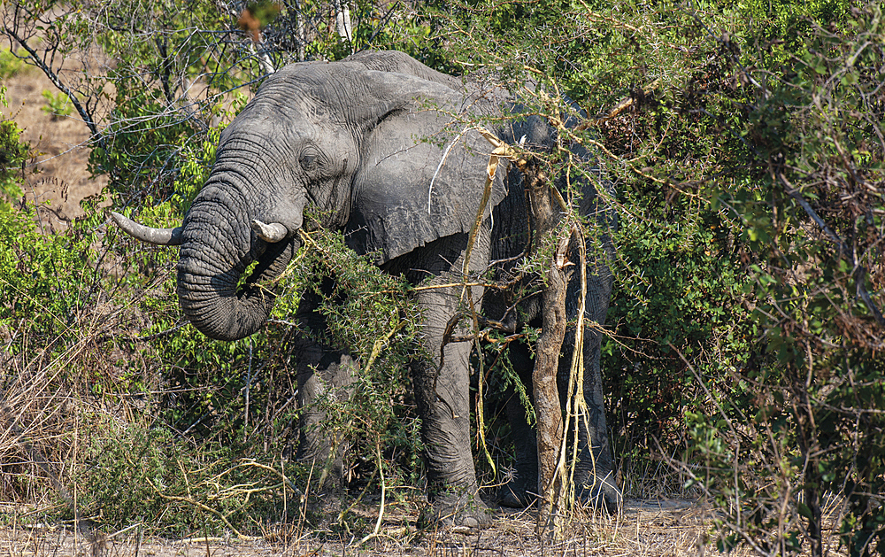 Elephant (Loxodonta africana) eating an acacia tree whose thorns can be over 50 mm in length and very sharp, Zambia, Africa