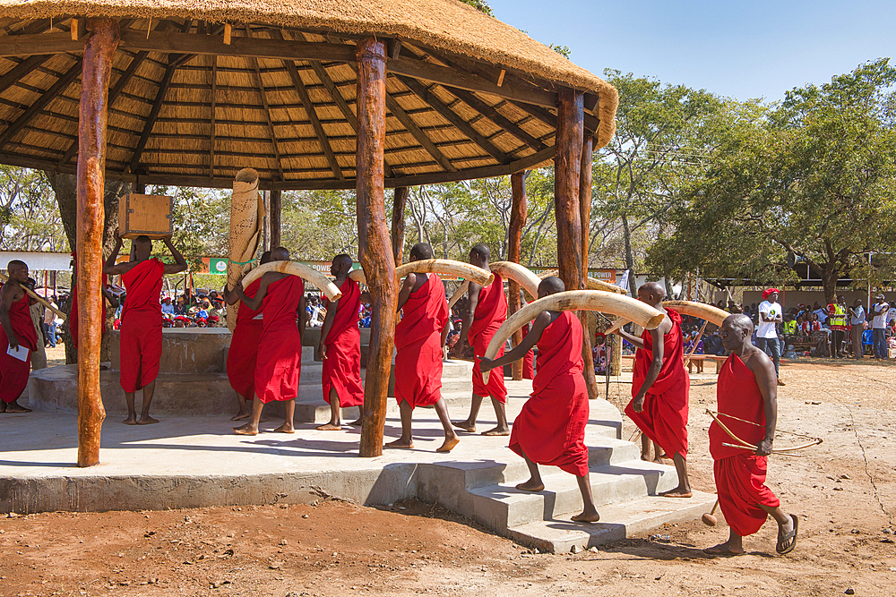 Ivory and other possessions of the Paramount Chief Kalonga Gaia Uni are put in place for the Kulamba Ceremony, Katete, Eastern Province, Zambia, Africa