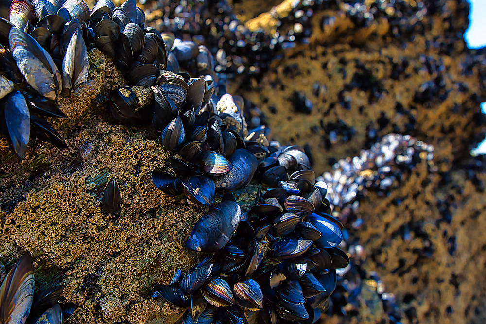 Close-up of black mussels clustered on a rocky surface, showcasing their shiny shells and the textured background of barnacles and rocks. The image captures the intricate details of marine life along the shore.