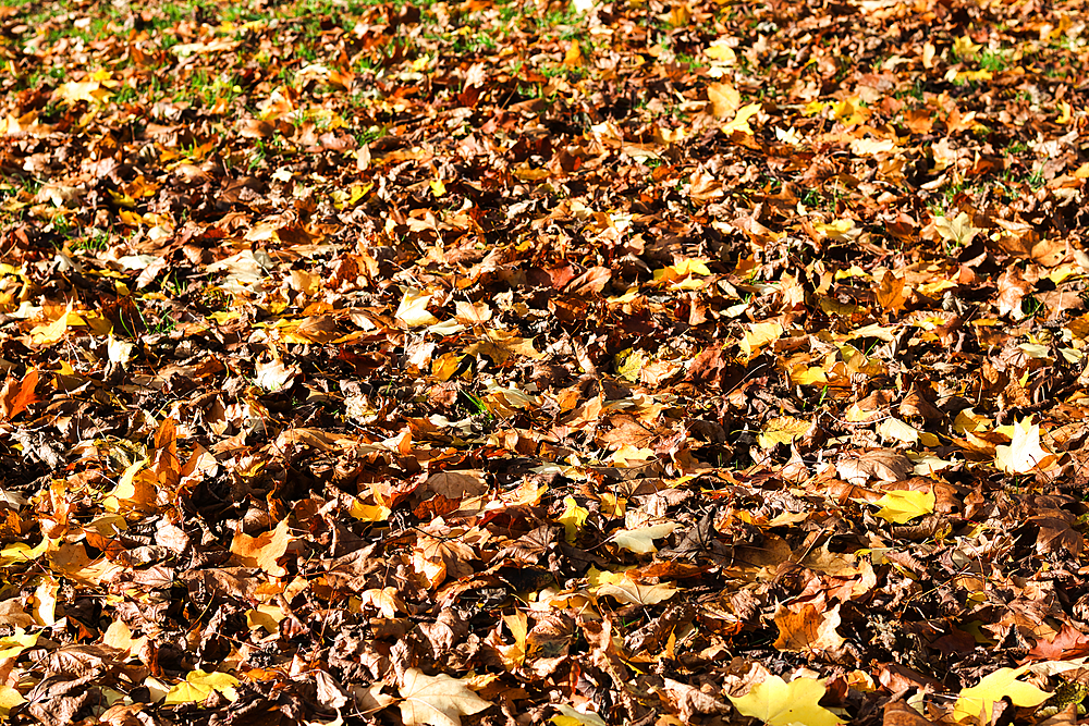 A close-up shot of a ground covered in fallen autumn leaves in various shades of brown and yellow.