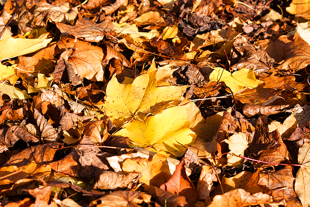 A close-up image of a ground covered in fallen autumn leaves, predominantly brown and yellow with a single bright yellow leaf in the center.