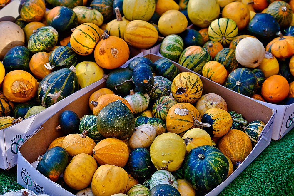 A collection of various sizes and colors of gourds, some with green and yellow striped patterns, are contained in cardboard boxes lined up on a green surface.