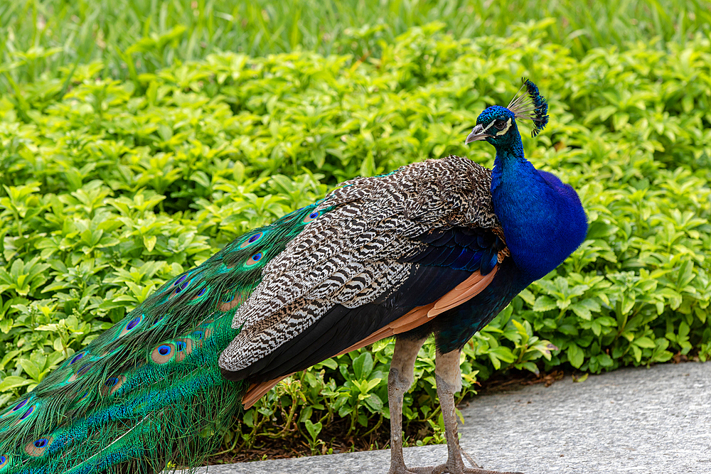 Majestic peacock displaying vibrant blue and green plumage, with a blurred green background at Kew Gardens, London, England, United Kingdom, Europe