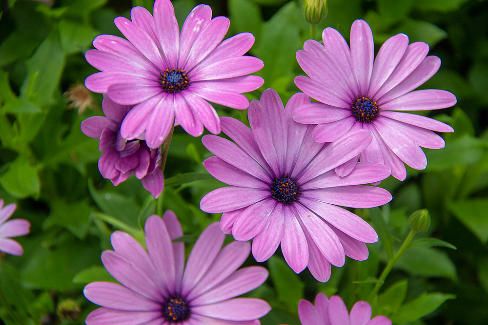 Vibrant purple daisies (osteospermum) with dew drops, nestled in lush green foliage at Kew Gardens, London, England, United Kingdom, Europe