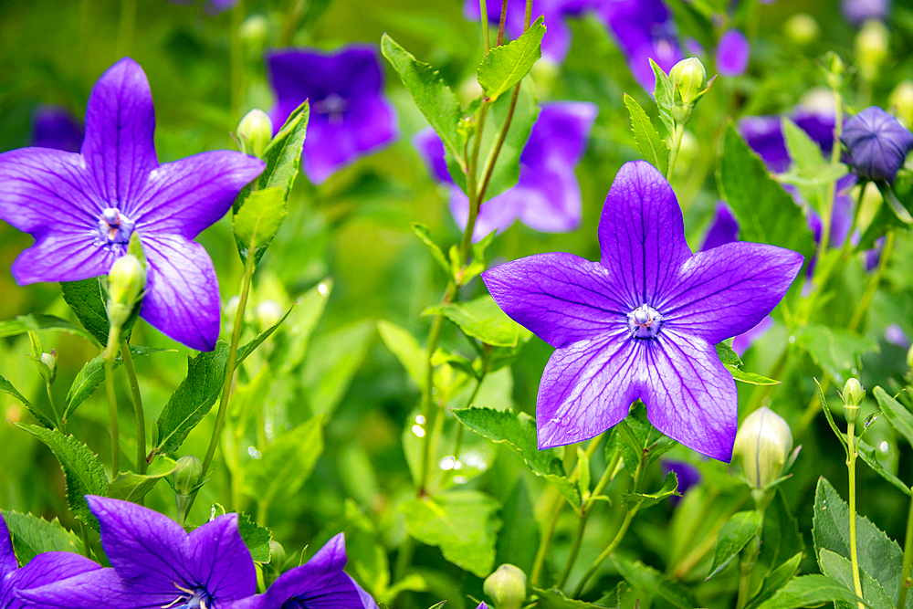 Vibrant purple bellflowers blooming in a lush green garden setting at Kew Gardens, London, England, United Kingdom, Europe