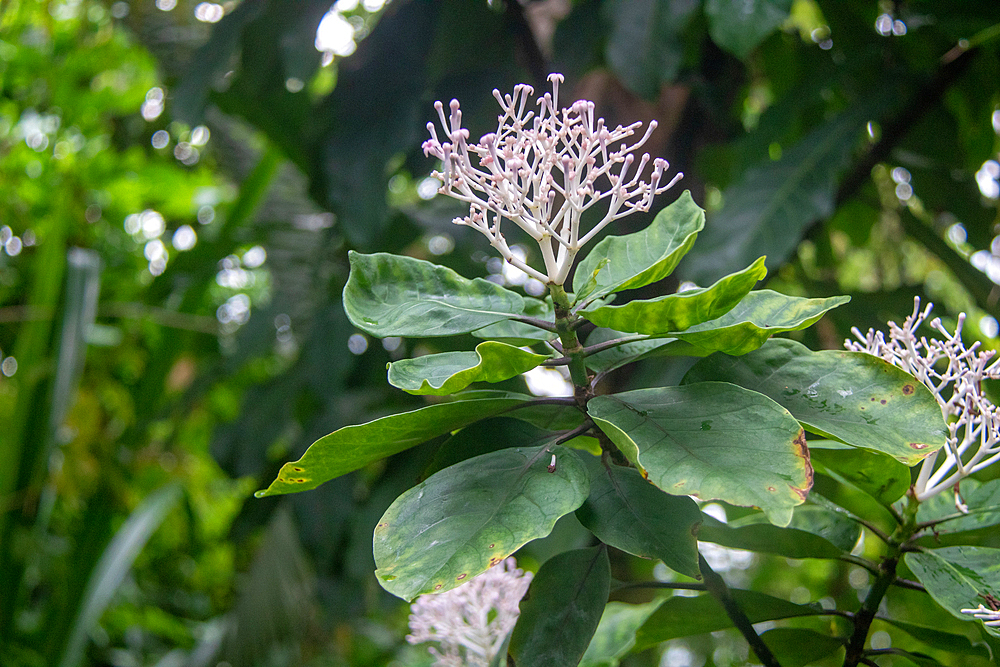 Close-up of a green plant with delicate white flowers against a blurred natural background at Kew Gardens, London, England, United Kingdom, Europe