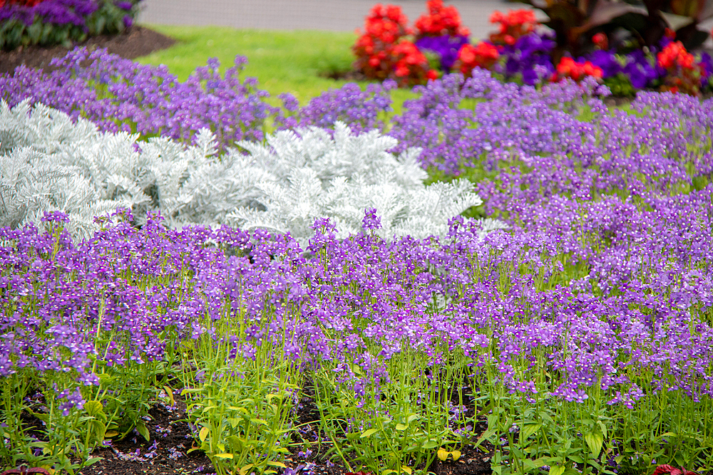 Vibrant garden with purple flowers and green foliage, Kew Gardens, London, England, United Kingdom, Europe