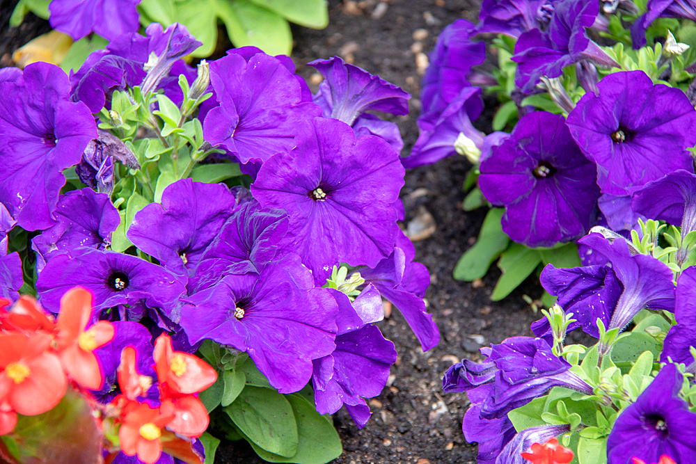 Vibrant purple petunias in bloom with green foliage, Kew Gardens, London, England, United Kingdom, Europe