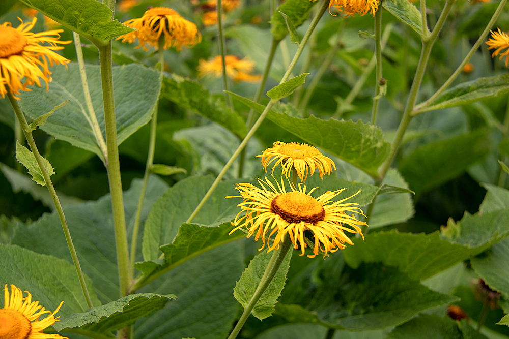 Photo of yellow inula flowers at Kew Gardens, London, England, United Kingdom, Europe